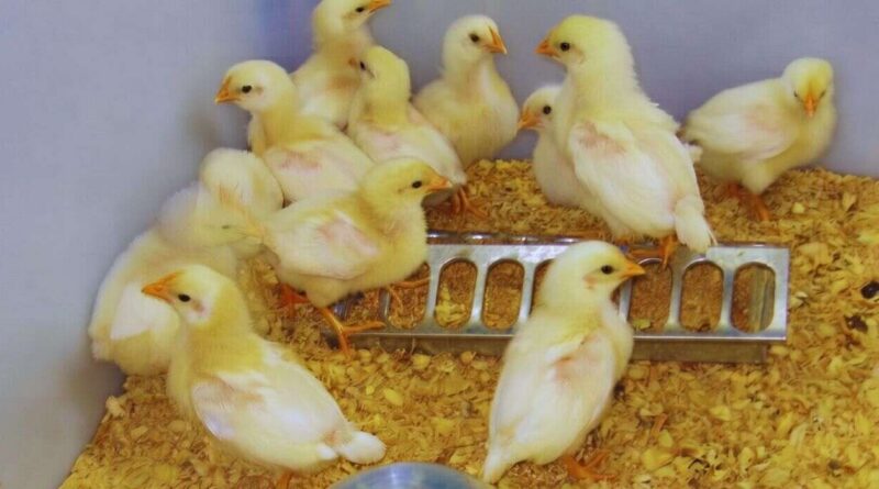 Bronquitis Aviar, Sector Avícola, Pollos