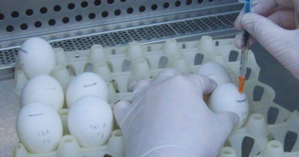 Bronquitis Aviar, Sector Avícola, Pollos, Vacuna, Ciencia, Huevos