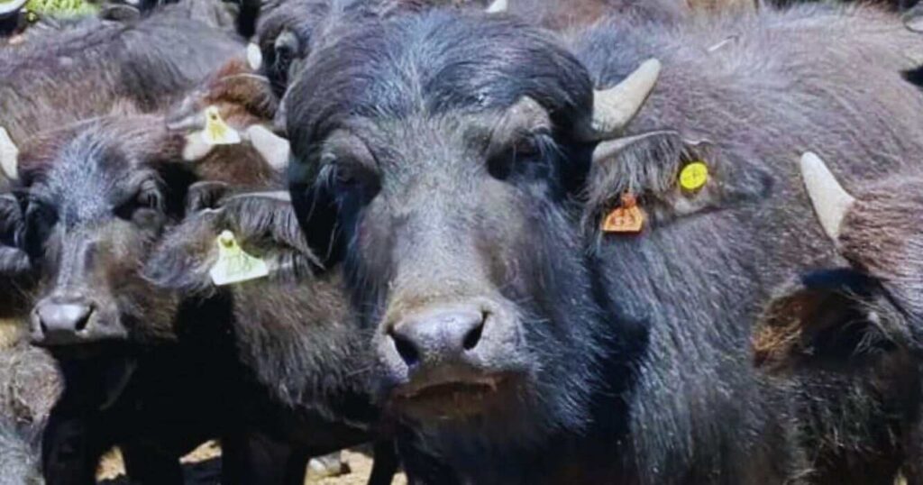 Búfalos, Corrientes