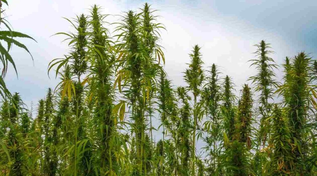 Cáñamo, Cannabis