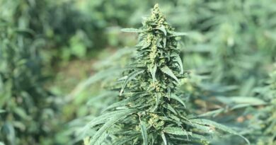 Cáñamo, Cannabis