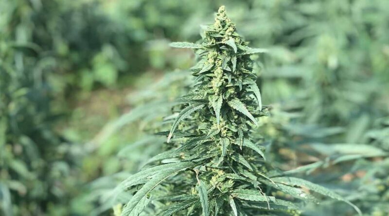 Cáñamo, Cannabis