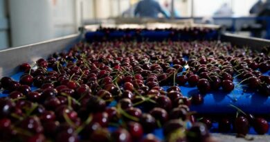 Cerezas, Fruta, Exportación