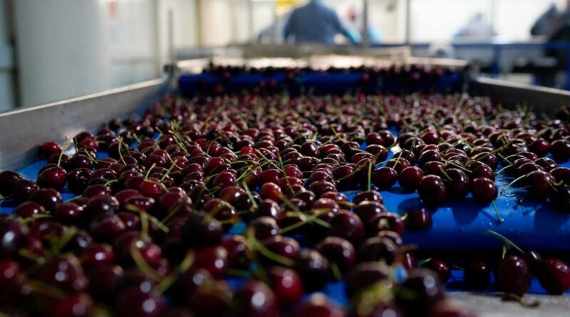 Cerezas, Fruta, Exportación