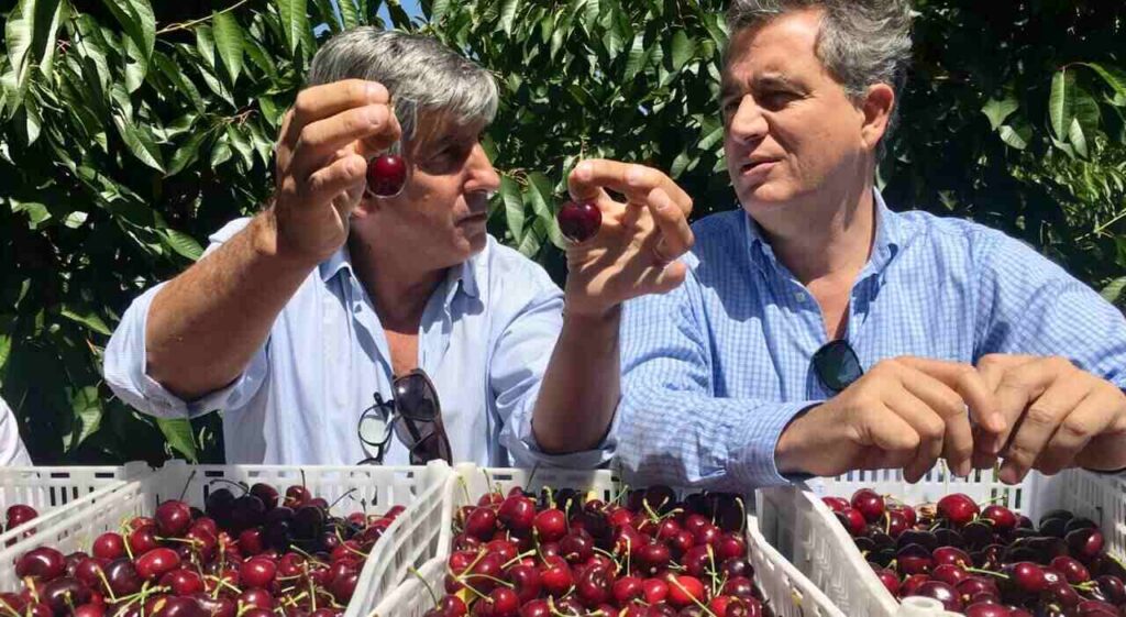 Cerezas, Fruta, Exportación