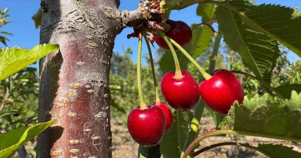 Cerezas, Fruta, Exportación