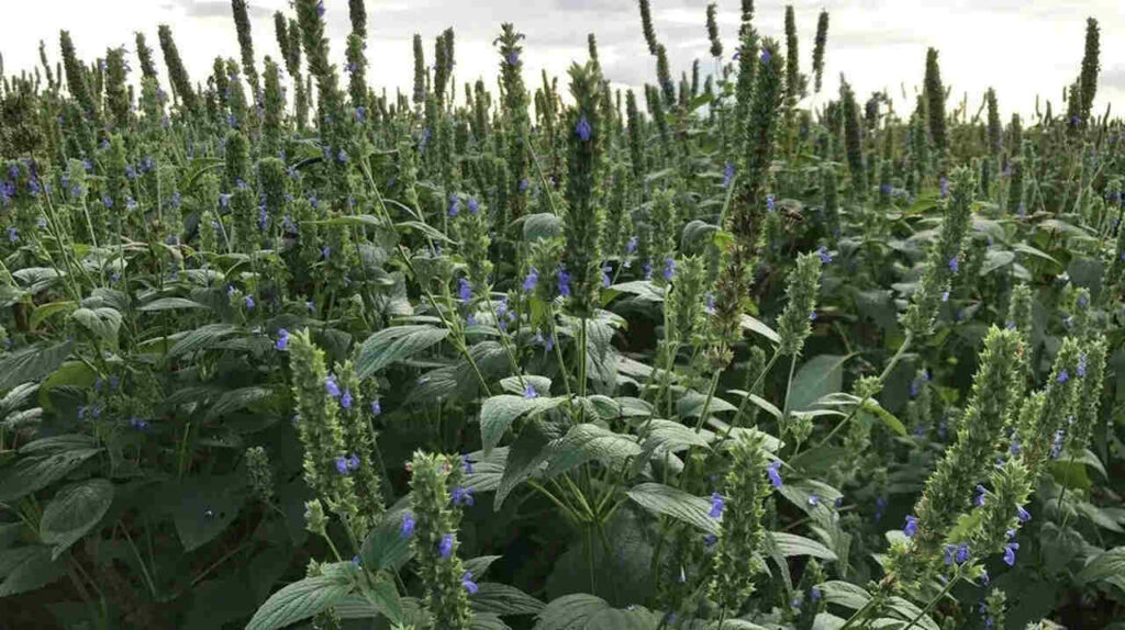 Chía, Cultivo, Agricultura