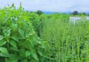 Chía, Cultivo, Agricultura