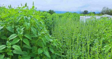 Chía, Cultivo, Agricultura