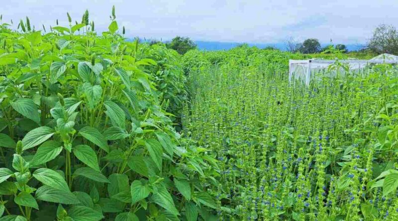 Chía, Cultivo, Agricultura
