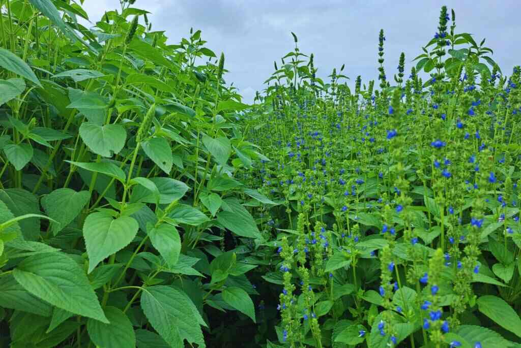 Chía, Cultivo, Agricultura