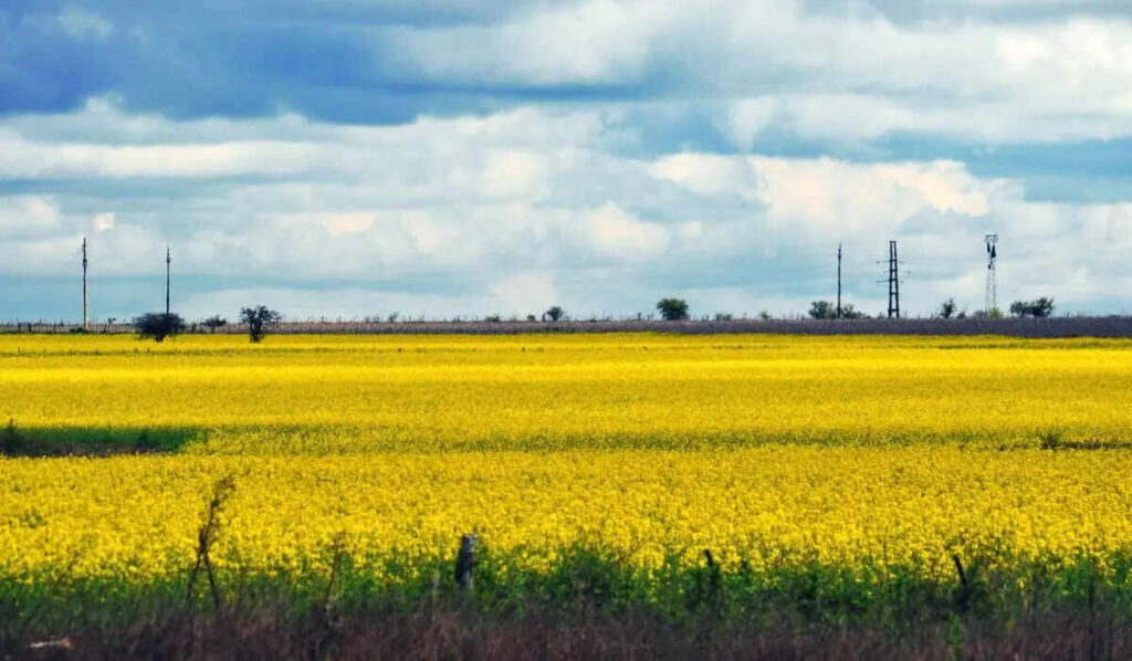 Clima, Primavera, Campo