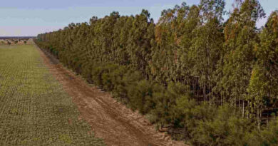 Cortinas Forestales
