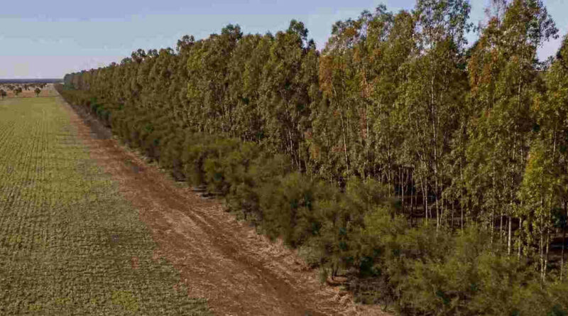 Cortinas Forestales