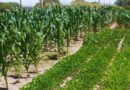 Cultivos, Agricultura