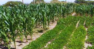 Cultivos, Agricultura