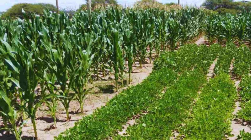 Cultivos, Agricultura