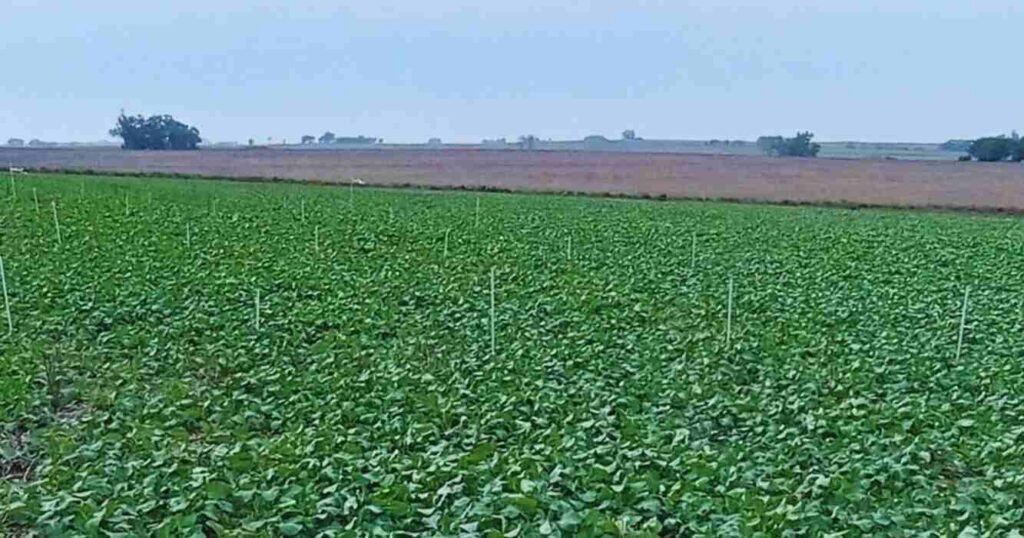 Cultivos, Agricultura