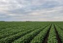 El Niño, Clima, Soja, Agricultura, Campaña Gruesa, Siembra