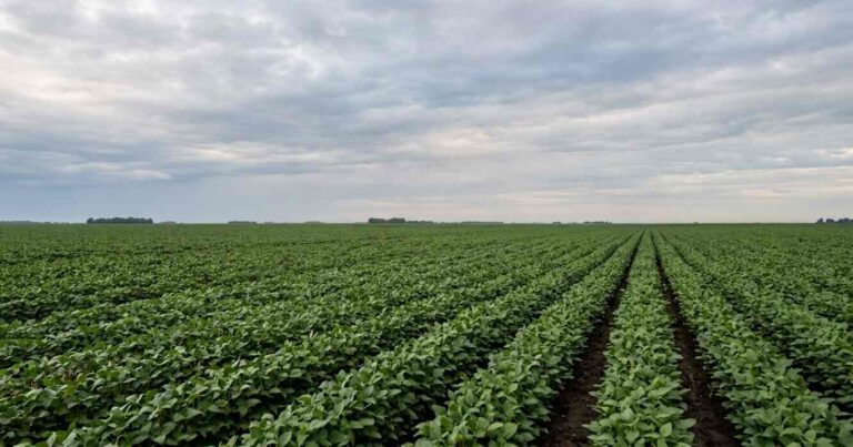 El Niño, Clima, Soja, Agricultura, Campaña Gruesa, Siembra