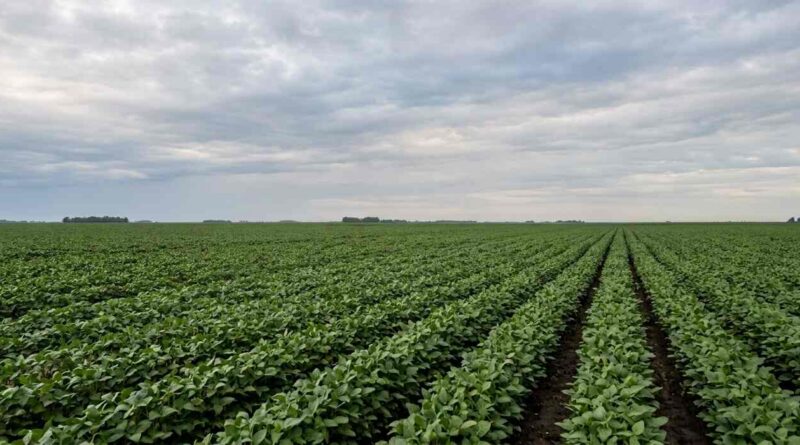 El Niño, Clima, Soja, Agricultura, Campaña Gruesa, Siembra