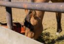 Equinos, Caballo, Encefalomielitis Equina