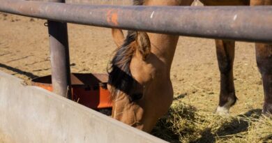 Equinos, Caballo, Encefalomielitis Equina