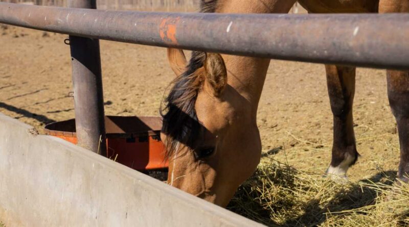 Equinos, Caballo, Encefalomielitis Equina