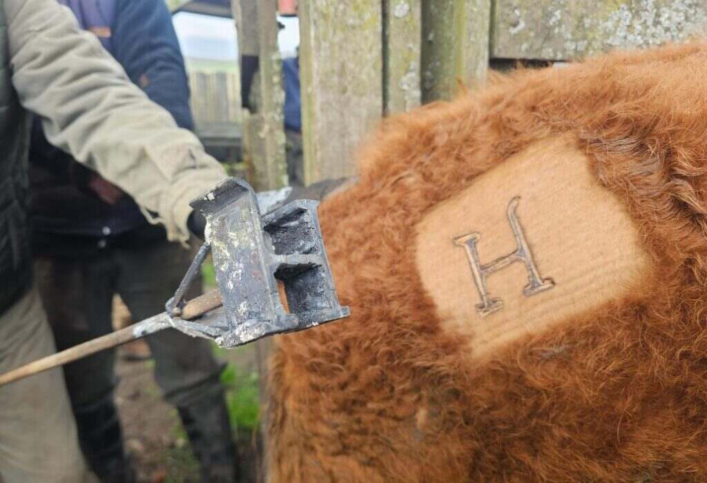 Ganadería, Hereford, Terneras H
