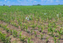 Maíz, Fertilización, Nitrógeno, Agricultura