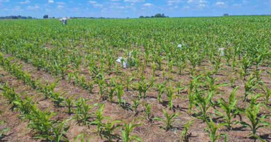 Maíz, Fertilización, Nitrógeno, Agricultura