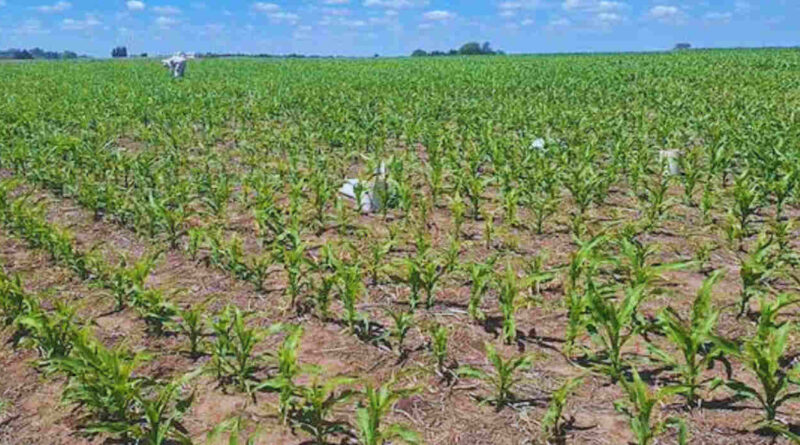 Maíz, Fertilización, Nitrógeno, Agricultura