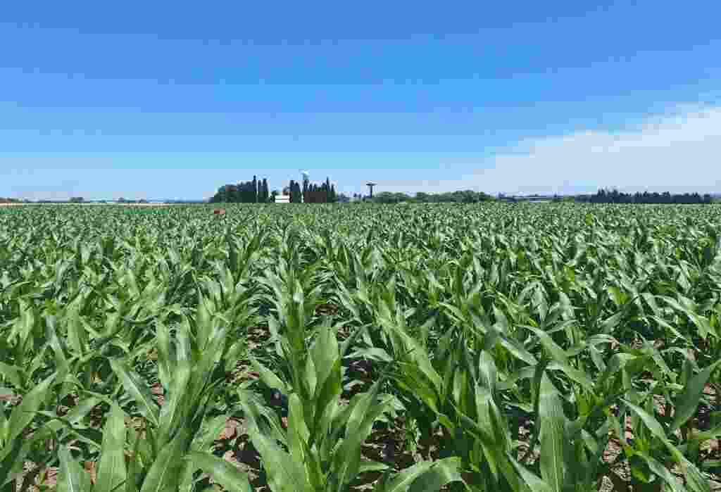 Maíz, Fertilización, Nitrógeno, Agricultura