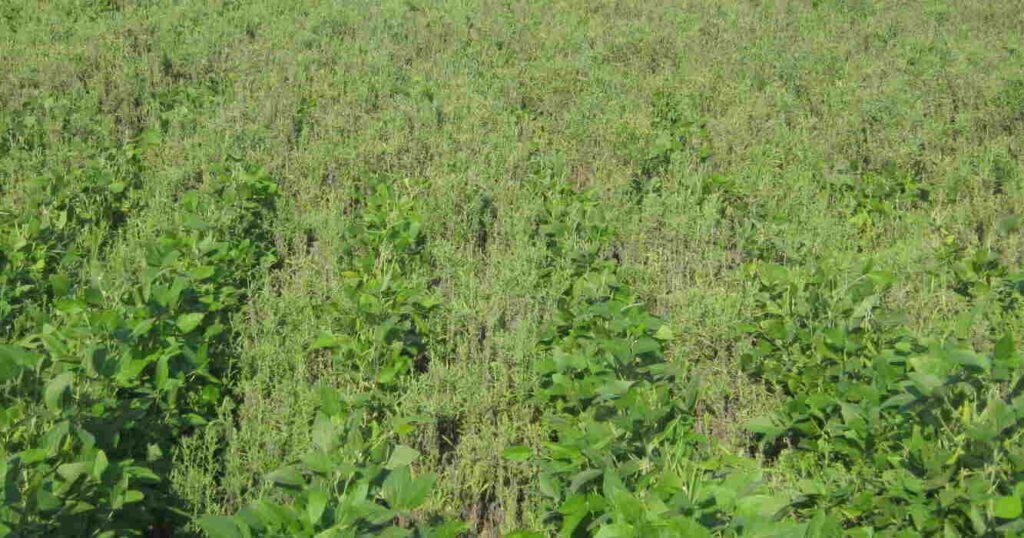 Malezas, Agricultura