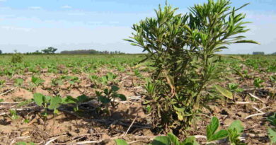 Malezas, Agricultura