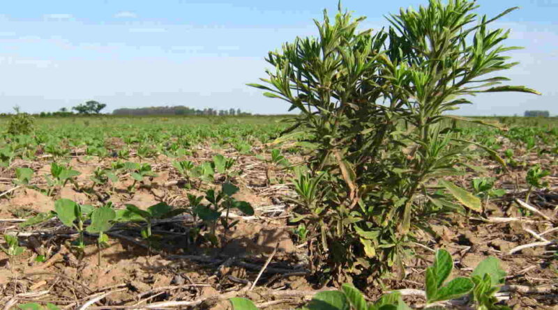 Malezas, Agricultura