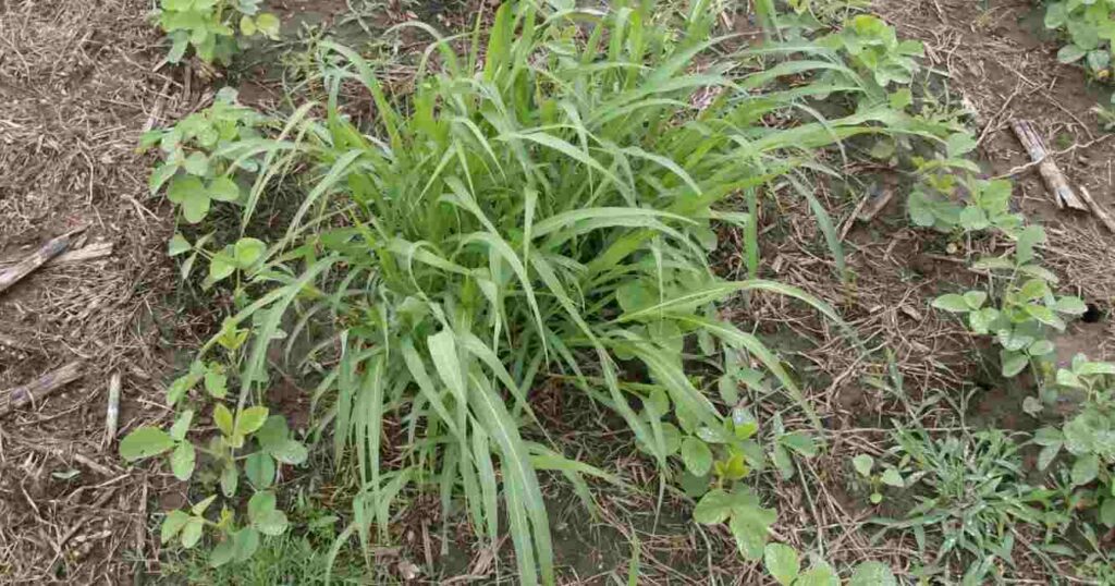 Malezas, Agricultura