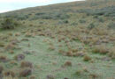 Pilosella, Maleza, Tierra del Fuego
