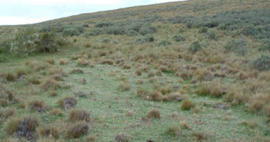Pilosella, Maleza, Tierra del Fuego