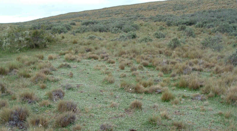 Pilosella, Maleza, Tierra del Fuego