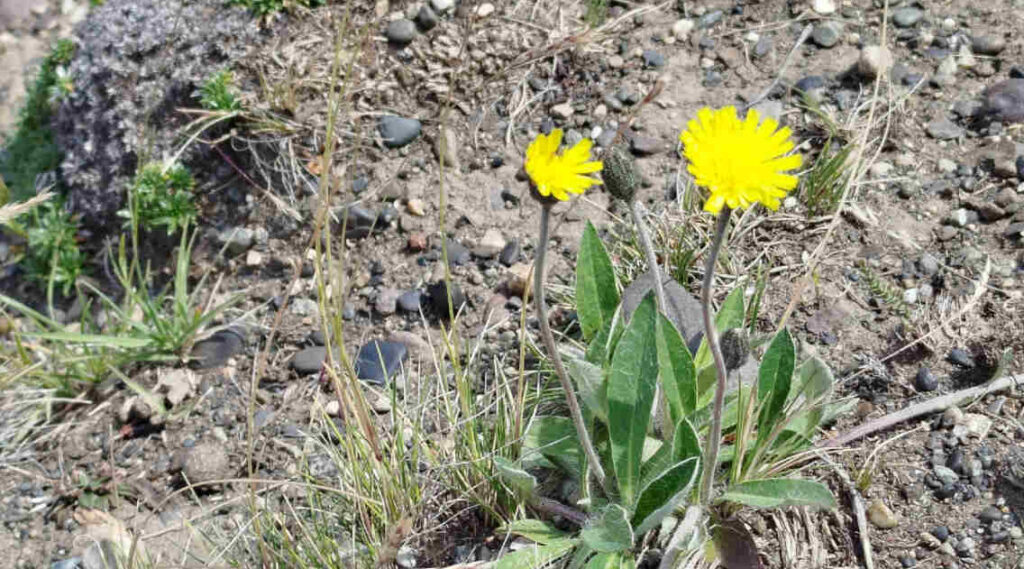 Pilosella, Maleza, Tierra del Fuego