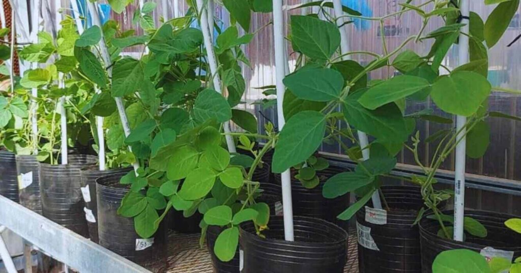 Soja, Plantas, Variedades, Genética, Sequía, INTA