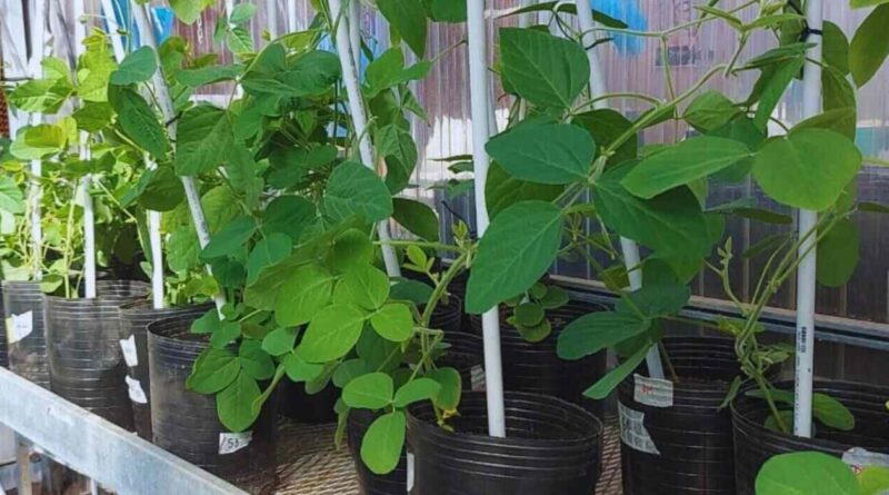 Soja, Plantas, Variedades, Genética, Sequía, INTA
