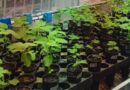 Soja, Plantas, Variedades, Genética, Sequía, INTA