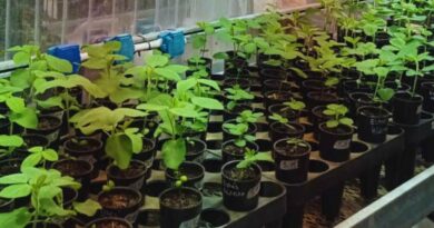 Soja, Plantas, Variedades, Genética, Sequía, INTA