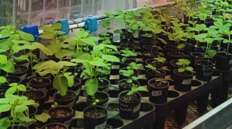 Soja, Plantas, Variedades, Genética, Sequía, INTA