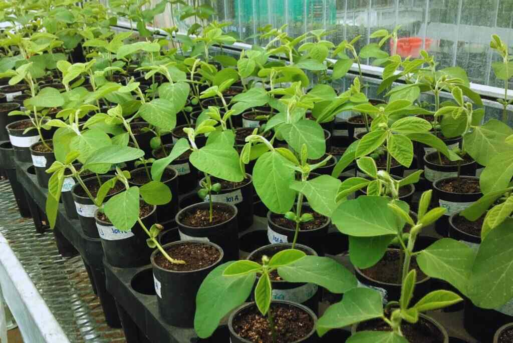 Soja, Plantas, Variedades, Genética, Sequía, INTA