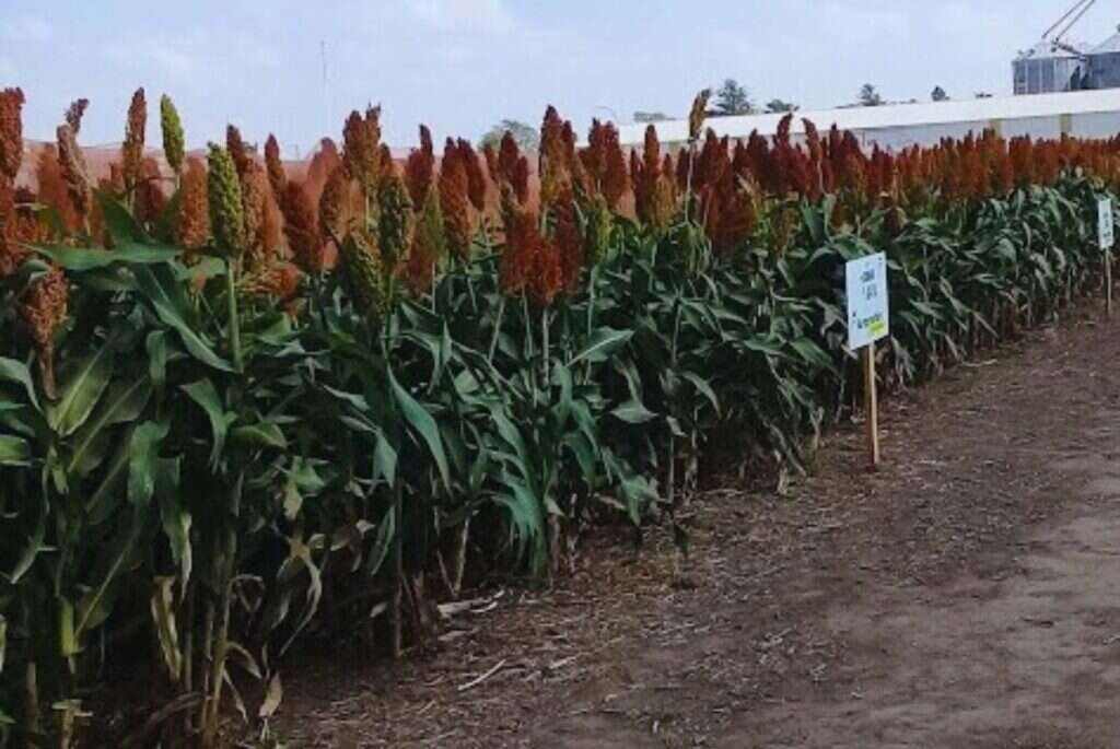 Sorgo, Fertilización