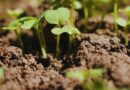 Suelo, Agricultura