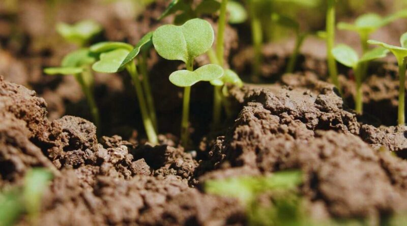 Suelo, Agricultura